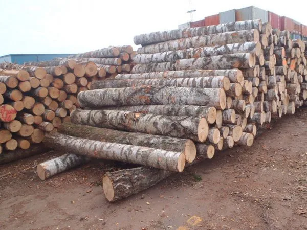 Birch Round Logs (Betula Pendula), view 2