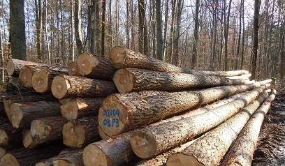 Pine round logs stacked at the edge of a forest