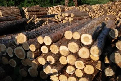Pine round logs piled in a timber yard