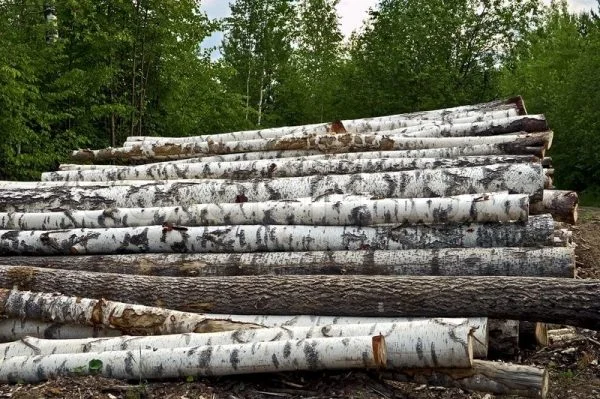 Birch pulpwood logs stacked beside woodland