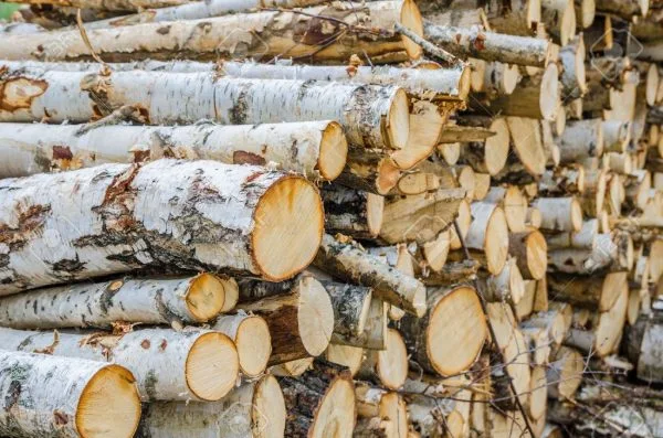 Cut ends of stacked birch pulpwood logs