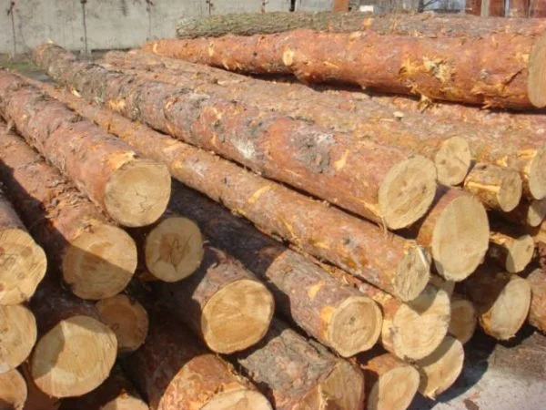 Spruce round logs stacked in a timber yard