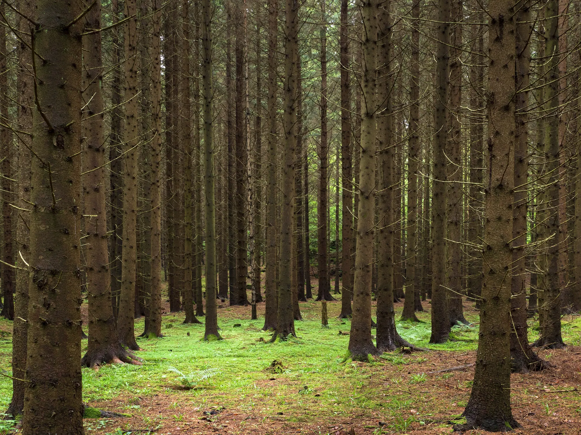 Tall spruce trunks in a quiet woodland
