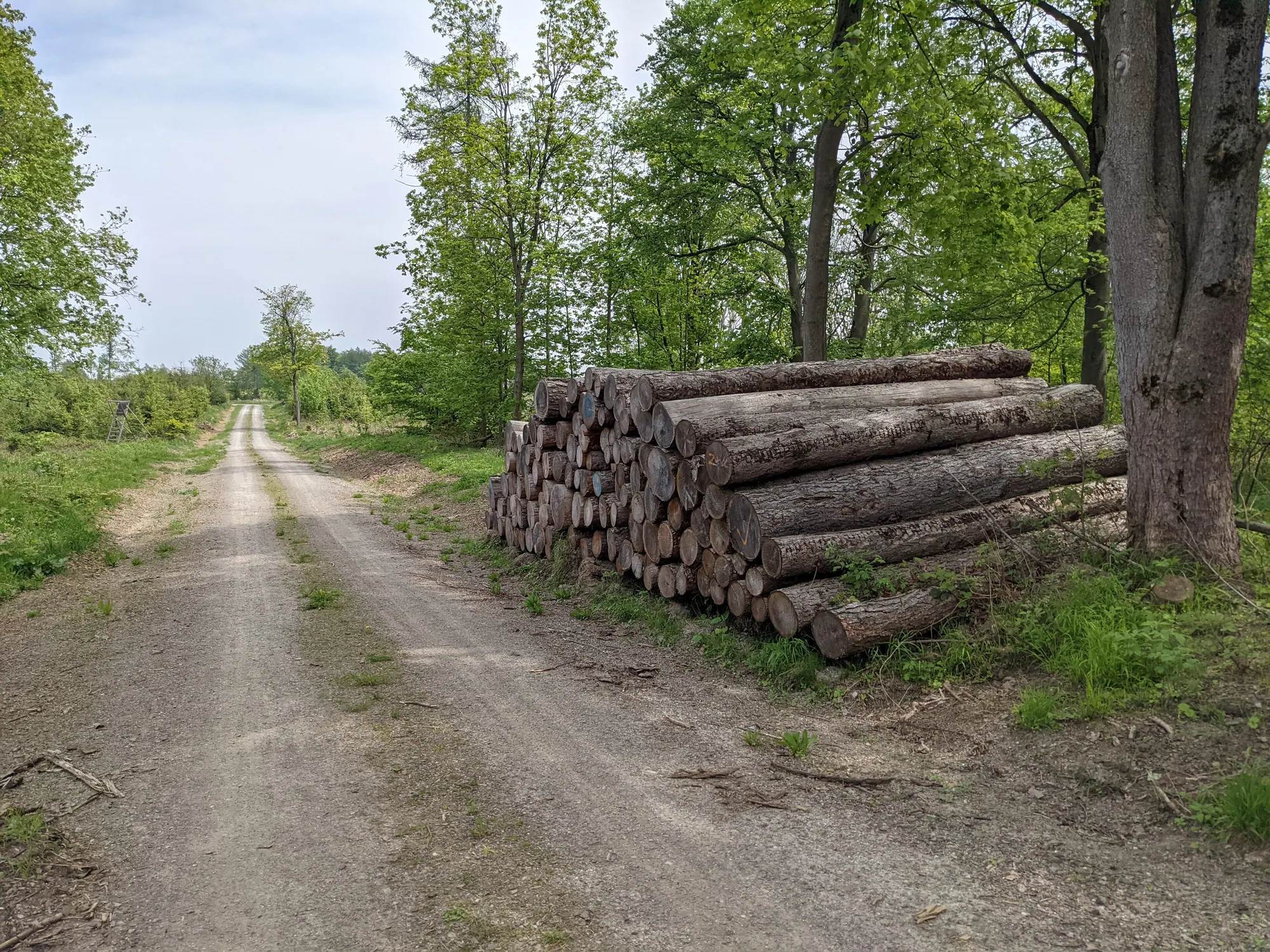 Stacked spruce logs beside a forest track